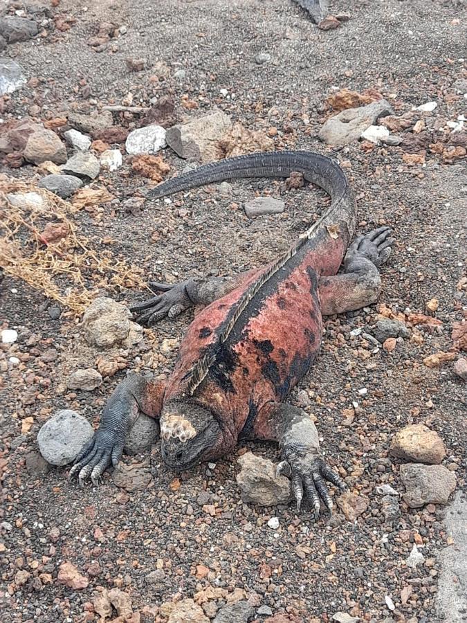 El Paraiso Puerto Ayora  Eksteriør billede