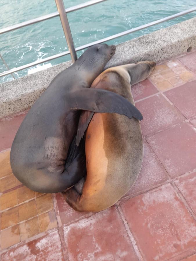 El Paraiso Puerto Ayora  Eksteriør billede